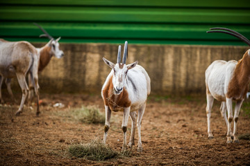 Obraz na płótnie Canvas Scimitar Horned Oryx, Close up