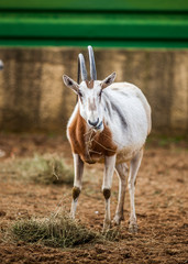 Scimitar Horned Oryx, Close up