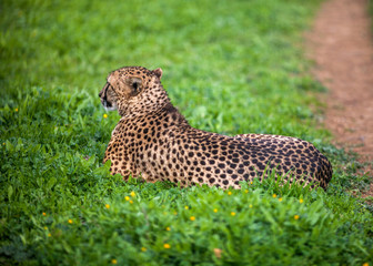 Beautiful Wild Cheetah resting on green fields, Close up