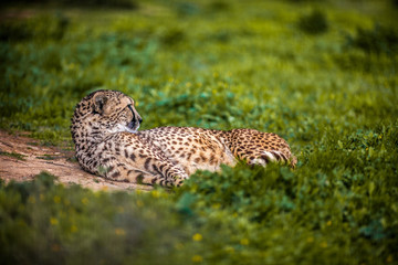 Beautiful Wild Cheetah resting on green fields, Close up