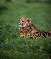 Fototapeta na wymiar Beautiful Wild Cheetah resting on green fields, Close up