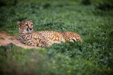Beautiful Wild Cheetah resting on green fields, Close up