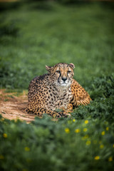 Beautiful Wild Cheetah resting on green fields, Close up