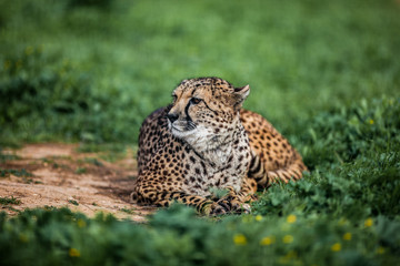 Beautiful Wild Cheetah resting on green fields, Close up