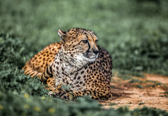Beautiful Wild Cheetah resting on green fields, Close up