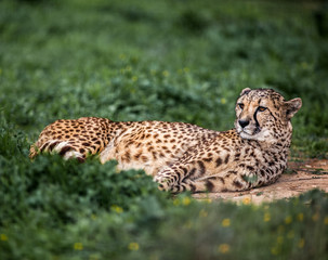 Beautiful Wild Cheetah resting on green fields, Close up