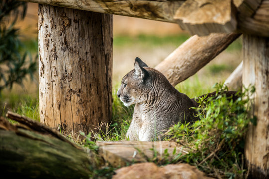 Young Puma resting under tree, Close up