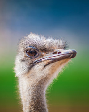 Portrait of a Ostrich, close up