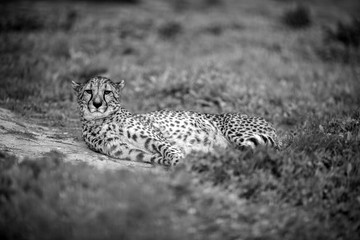 Fototapeta na wymiar Beautiful Wild Cheetah resting on green fields, Close up, in Black and White