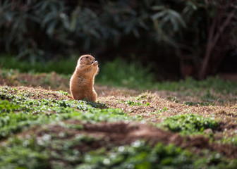 Cute Black tailed prairie dog, standing and eating in the sun