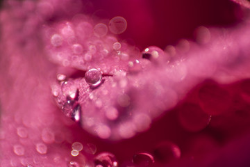 Little rain drop on a rose