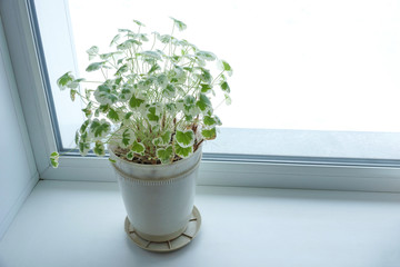 pot with a flower on the windowsill at the window. the white background of the window.