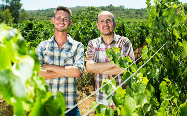 men standing among grapes trees