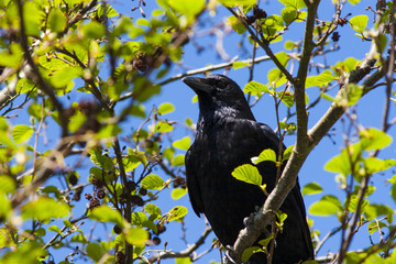 Raven on a branch