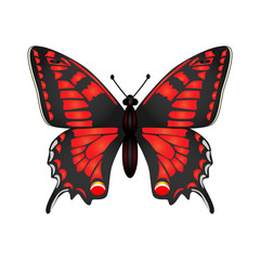   Butterfly vector illustration isolated on white background.