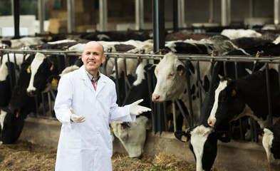 Veterinarian with cows in livestock farm