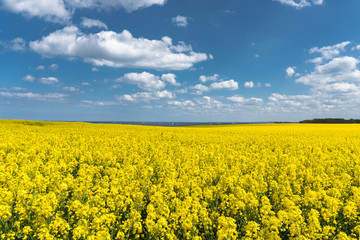 Rapsfeld an der Ostsee