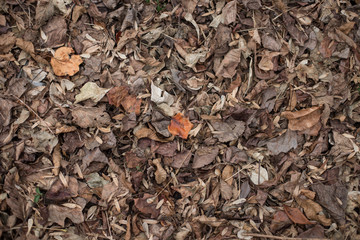 Dead leaves