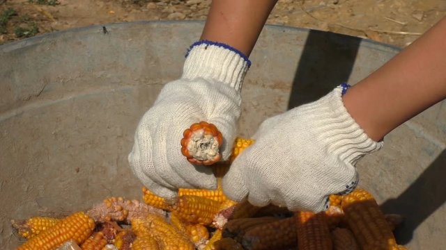 Process of corn kernels removing from the cob by hands in work gloves