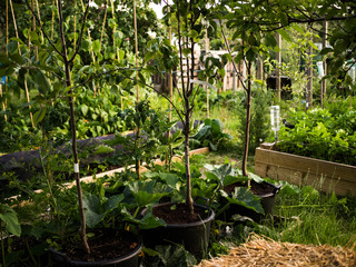 Allotment Garden in London showing plants growing 