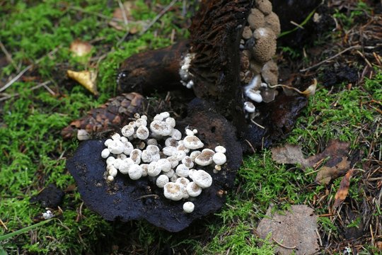 Powdery piggyback, Asterophora lycoperdoides
