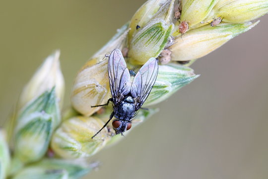 Calliphoridae, commonly known as blow flies, blow-flies, carrion flies, bluebottles, greenbottles, or cluster flies , resting on wheat