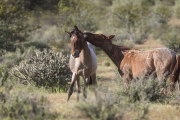 Wild Horses Lower Salt River