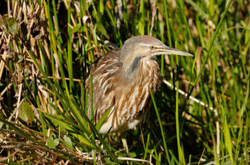 American Bittern