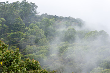 Cloud forest in the Horton Plains, a protected area in the central highlands of Sri Lanka 