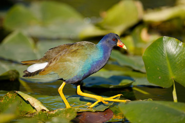 Purple Gallinule