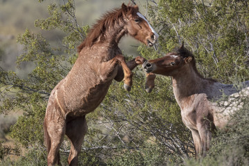 Wild Horses Lower Salt River