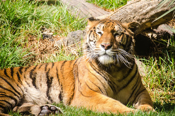 Tiger resting