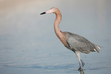 Reddish Egret