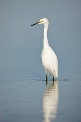 Snowy Egret
