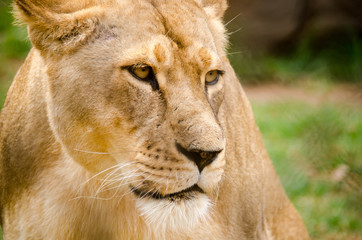 Lioness close up