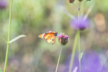 Butterfly on flowers