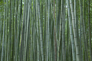 Naklejka premium Las bambusowy w Kioto w Japonii