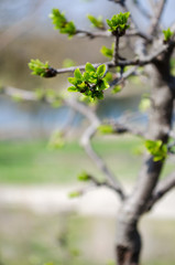 green buds on a tree on the background of the river, spring, a sunny day