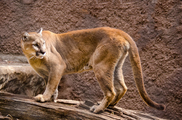 Obraz na płótnie Canvas Cougar on alert