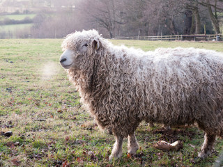 english uk farm sheep feeding grazing autumn cold
