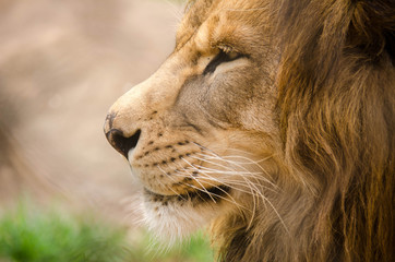 Lion close up