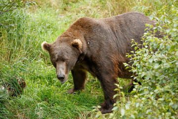 Fototapeta premium Brown Bear