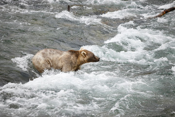 Brown Bear