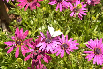 Fototapeta premium Mariposa blanca posada en una flor margarita de color morado