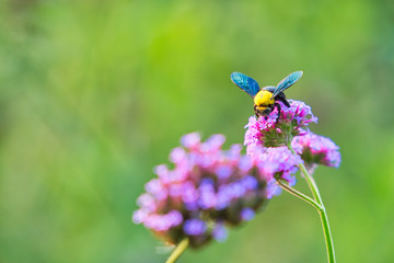 Bees collect pollen
