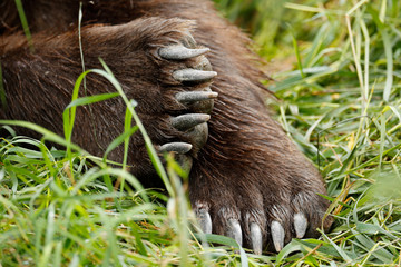 Brown Bear Paws