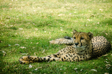 Fototapeta na wymiar Cheetah resting