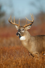 White-tailed Deer