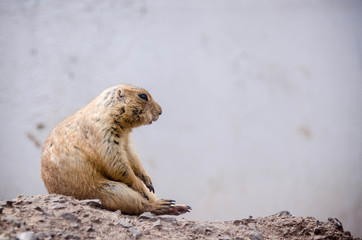 prairie dog seated