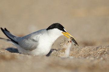 Least Tern